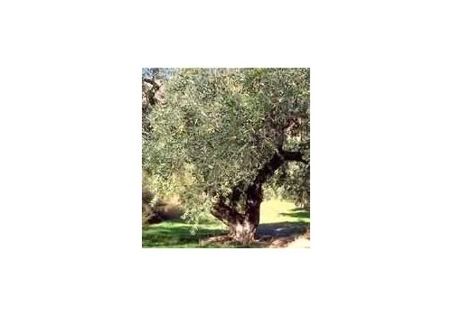 pharmasi-11434090
