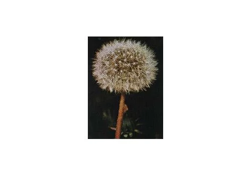 pharmasi-21248543